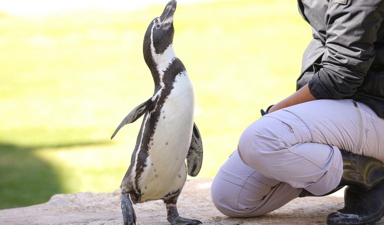 A close encounter with Humboldt penguins at Al Ain Zoo
