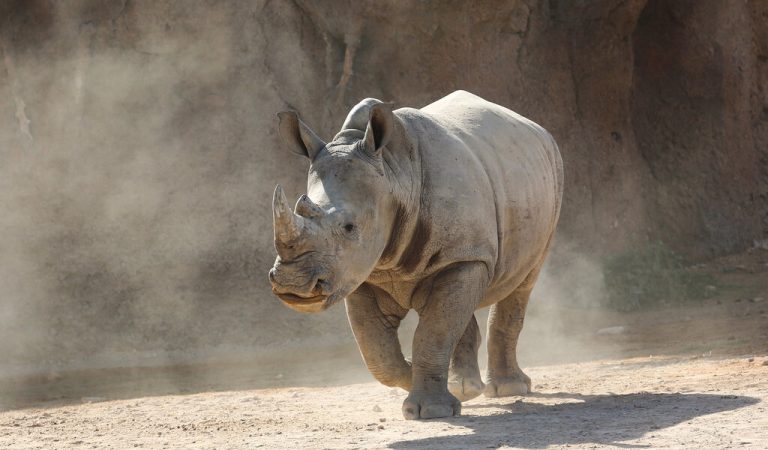 Nearly threatened species born at Al Ain Zoo