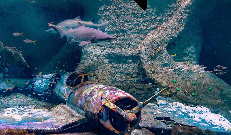 UAE Residents Save Big on The National Aquarium Abu Dhabi