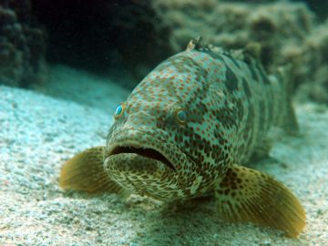 Recreational Fishing in Abu Dhabi