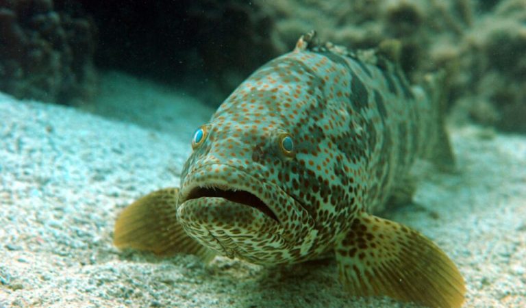 Recreational Fishing in Abu Dhabi: Permit Requirements and Regulations