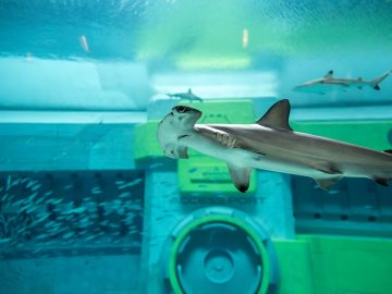 SeaWorld® Yas Island, Abu Dhabi