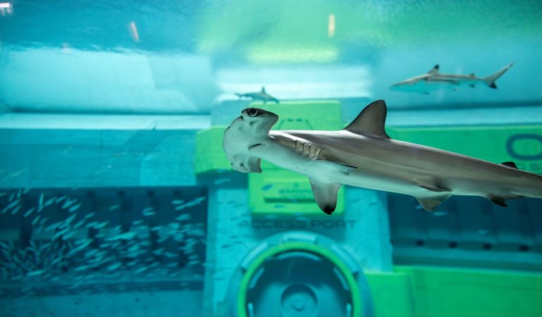 Discover the Magic of Sharks at SeaWorld® Yas Island