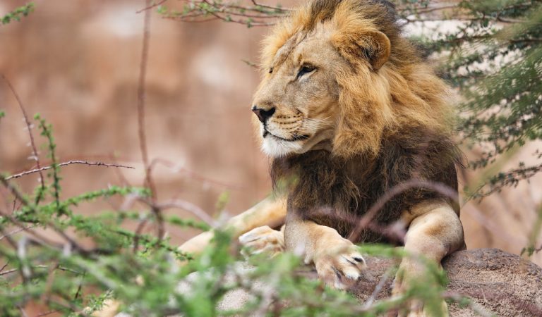 Al Ain Zoo Observes World Lion Day to Raise Awareness for African Lions