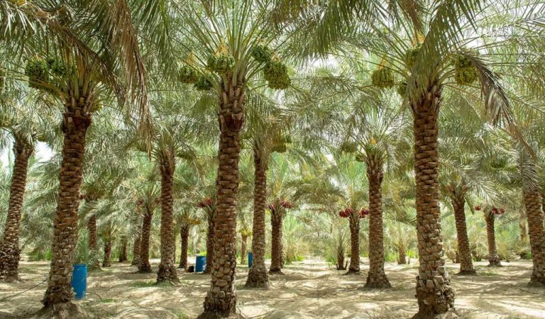 ADAFSA Elevates Date Palm Cultivation in Abu Dhabi