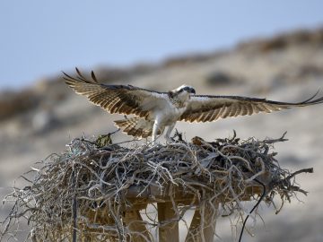 Osprey
