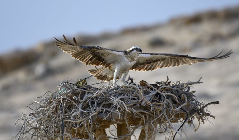 Osprey Nesting in the Arabian Gulf: EAD’s Comprehensive Survey