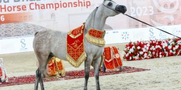 Abu Dhabi International Arabian Horse Championship