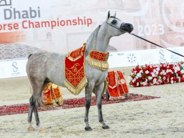 Abu Dhabi International Arabian Horse Championship