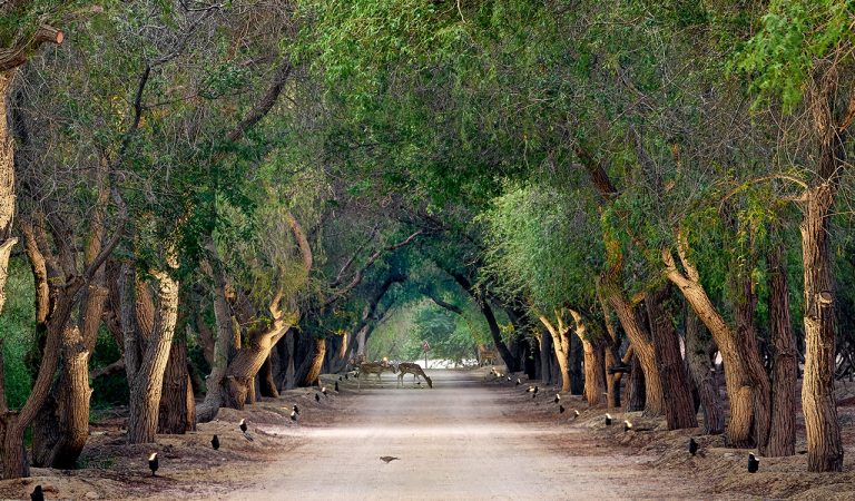 Al Jurf Gardens: Discover the Hidden Gem of Abu Dhabi