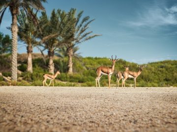 Saadiyat Island Abu Dhabi