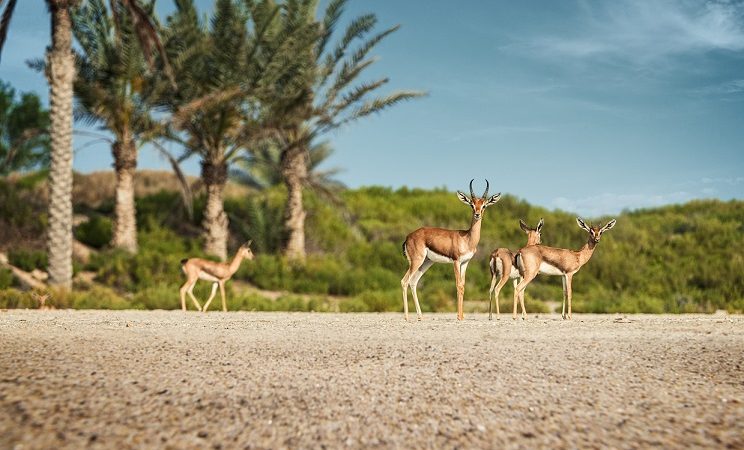 Saadiyat Island Abu Dhabi Celebrates World Wildlife Day
