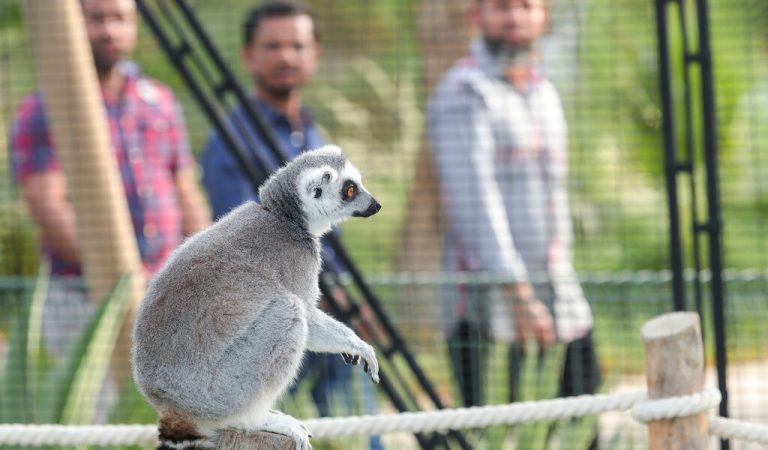 Al Ain Zoo Invites Visitors For A Family-Friendly Experience