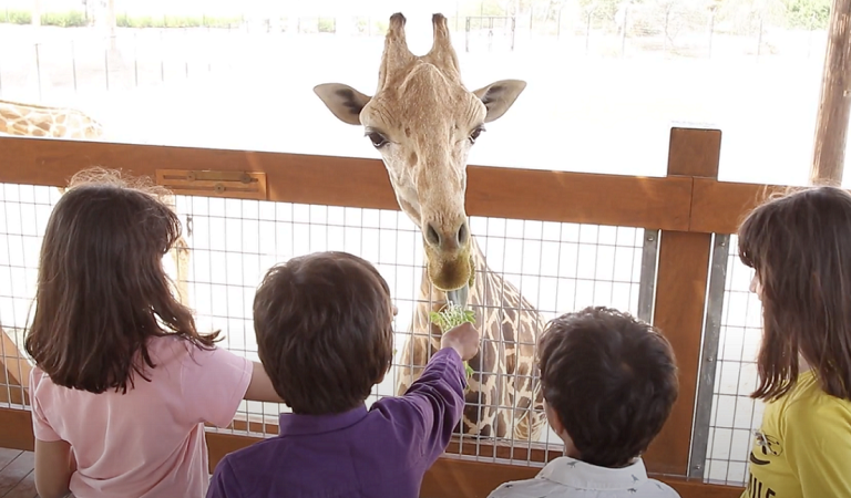 10 Days of Wild Fun and Adventure At The DAZ Festival