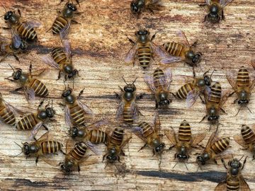 Beekeeping Course in Abu Dhabi