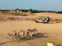 Al Ain Zoo Eid Al Etihad celebrations